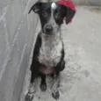 Quinua