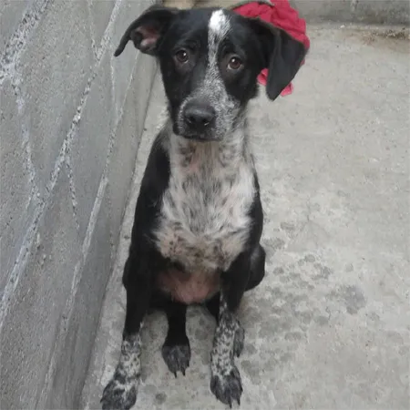 Cachorro ra a SRD idade 2 a 6 meses nome Quinua