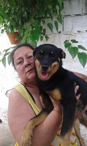 Cachorro ra a SRD idade 1 ano nome Julieta