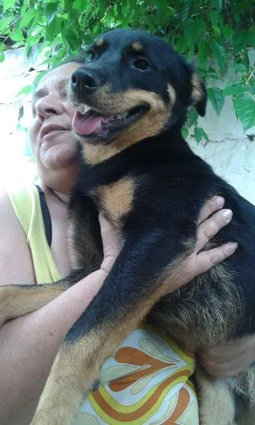 Cachorro ra a SRD idade 1 ano nome Julieta