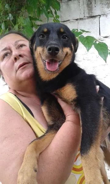 Cachorro ra a SRD idade 1 ano nome Julieta