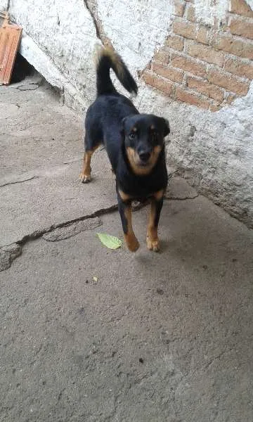 Cachorro ra a SRD idade 1 ano nome Julieta