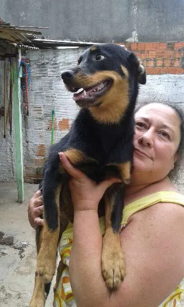 Cachorro ra a SRD idade 1 ano nome Julieta