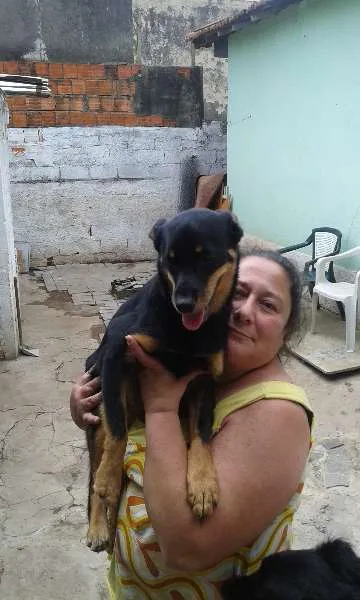 Cachorro ra a SRD idade 1 ano nome Julieta
