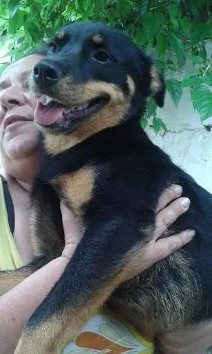 Cachorro ra a SRD idade 1 ano nome Julieta