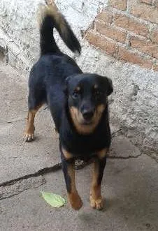 Cachorro ra a SRD idade 1 ano nome Julieta
