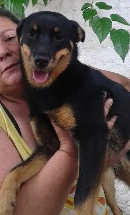 Cachorro ra a SRD idade 1 ano nome Julieta