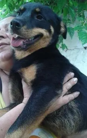 Cachorro ra a SRD idade 1 ano nome Julieta