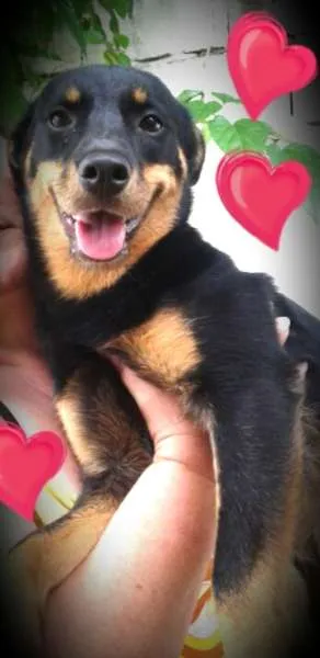 Cachorro ra a SRD idade 1 ano nome Julieta