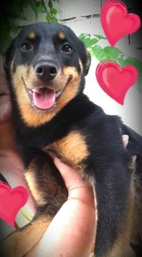 Cachorro raça SRD idade 1 ano nome Julieta