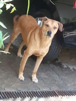 Cachorro raça Mistura de Labrador com Pit Bull idade 4 anos nome Gandhi