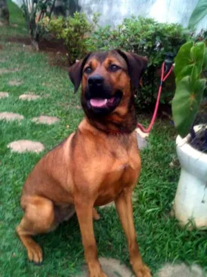 Cachorro raça SRD idade 2 anos nome Helena