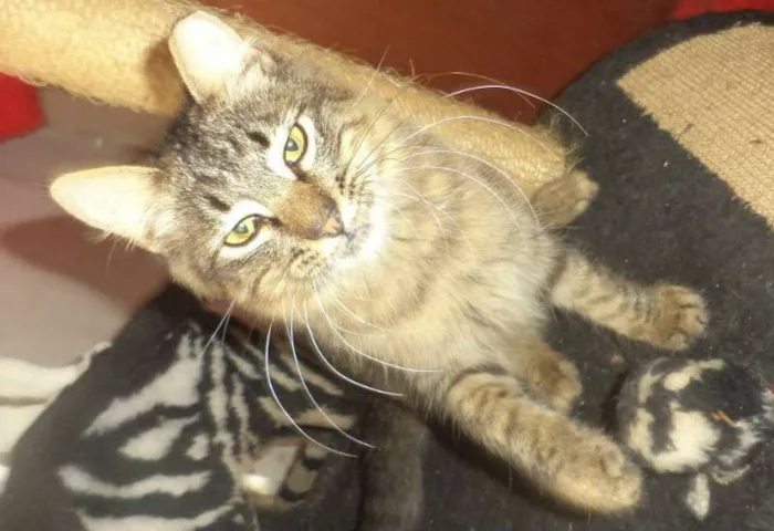 Gato ra a SRD idade 7 a 11 meses nome Léo