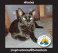 Ameixa