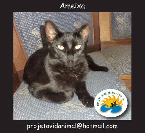 Gato ra a SRD idade 7 a 11 meses nome Ameixa