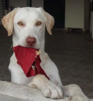 Cachorro raça labrador idade 3 anos nome shark