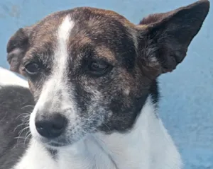 Cachorro raça FOX PAULISTINHA idade 6 ou mais anos nome LILLY PEQUENINA