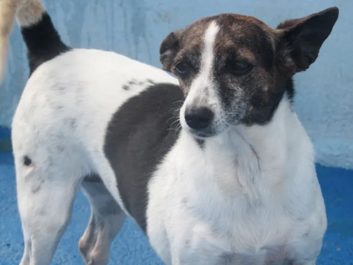 Cachorro ra a FOX PAULISTINHA idade 6 ou mais anos nome LILLY PEQUENINA