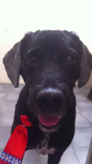 Cachorro raça Cocker idade  nome Bob