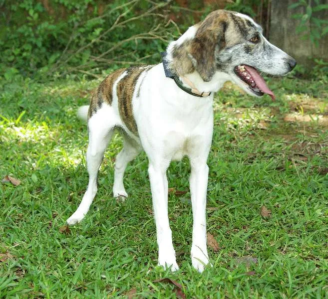 Cachorro ra a SRD idade 2 anos nome CLARINHA - Uma bebe