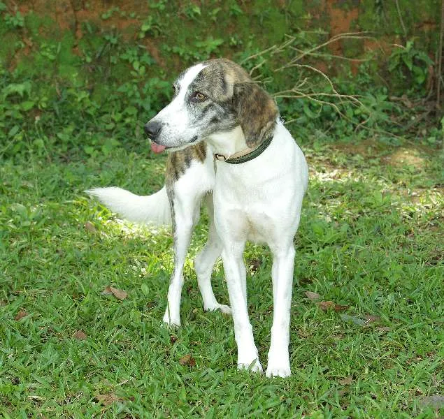 Cachorro ra a SRD idade 2 anos nome CLARINHA - Uma bebe