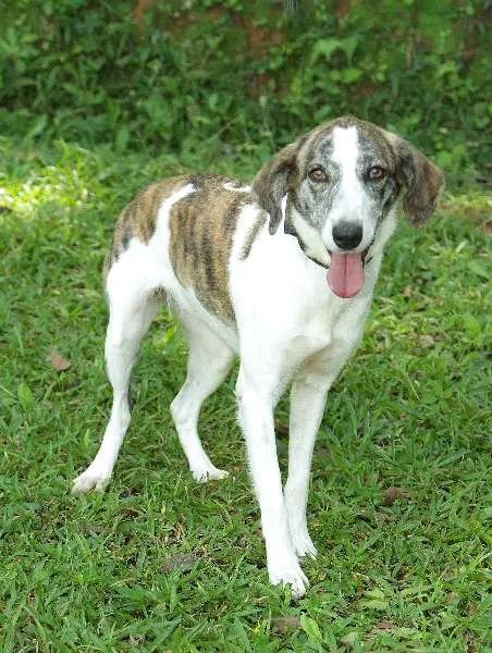 Cachorro ra a SRD idade 2 anos nome CLARINHA - Uma bebe