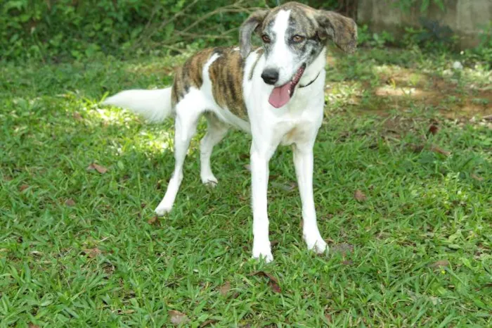 Cachorro ra a SRD idade 2 anos nome CLARINHA - Uma bebe