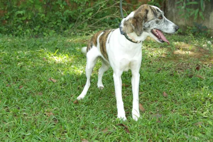 Cachorro ra a SRD idade 2 anos nome CLARINHA - Uma bebe