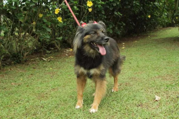 Cachorro ra a SRD idade 3 anos nome PEPITA - uma raposi