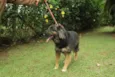 PEPITA - uma raposi