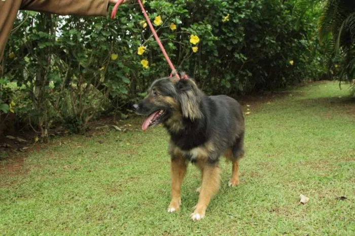 Cachorro ra a SRD idade 3 anos nome PEPITA - uma raposi