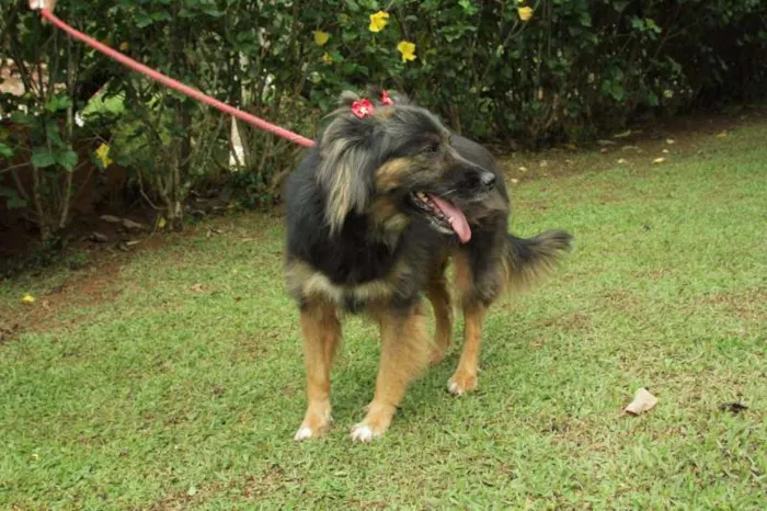Cachorro ra a SRD idade 3 anos nome PEPITA - uma raposi