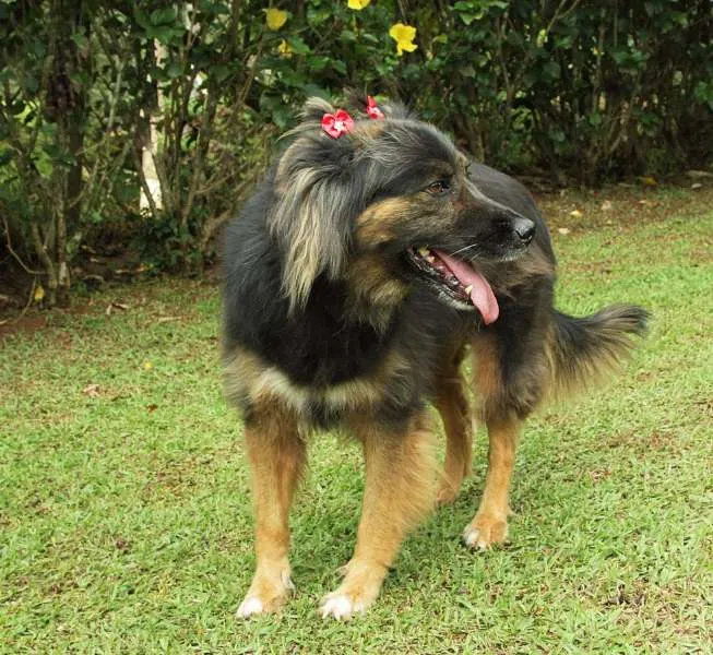Cachorro ra a SRD idade 3 anos nome PEPITA - uma raposi