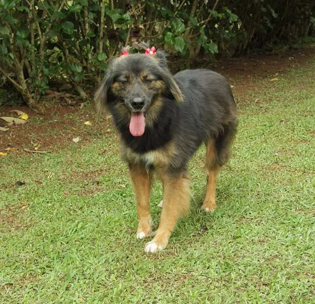 Cachorro ra a SRD idade 3 anos nome PEPITA - uma raposi