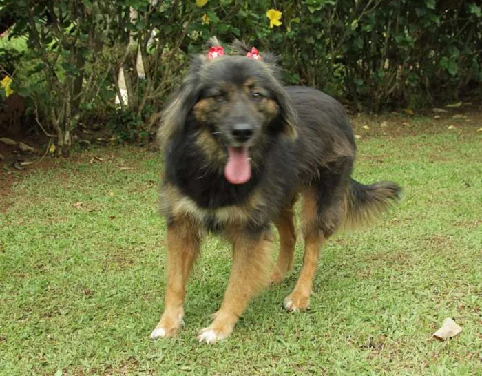 Cachorro ra a SRD idade 3 anos nome PEPITA - uma raposi
