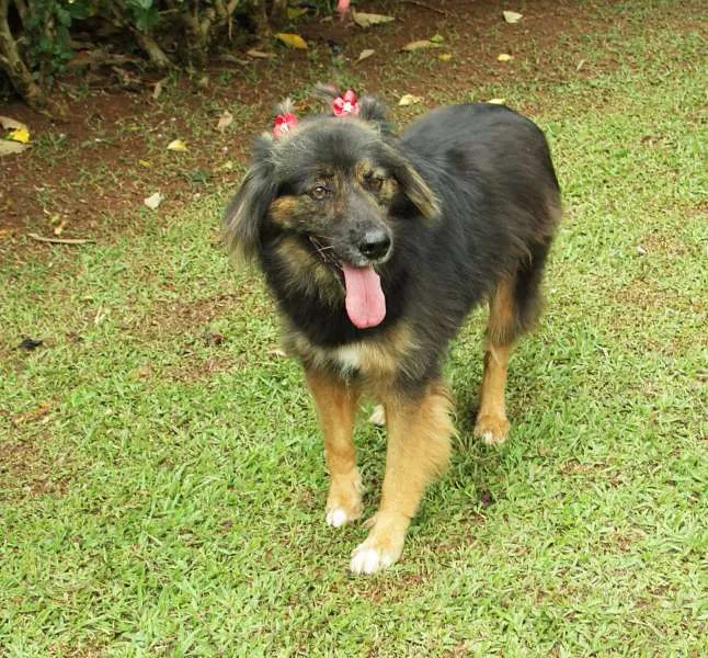 Cachorro ra a SRD idade 3 anos nome PEPITA - uma raposi