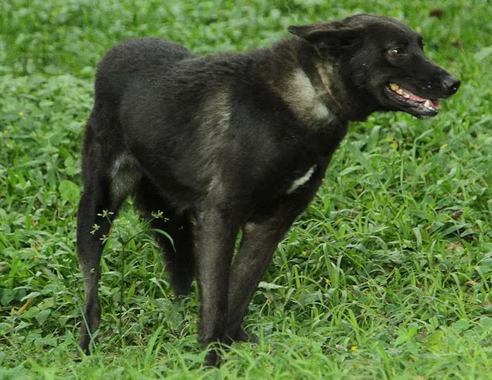 Cachorro ra a SRD idade 6 ou mais anos nome BISTECA - Pretinha 