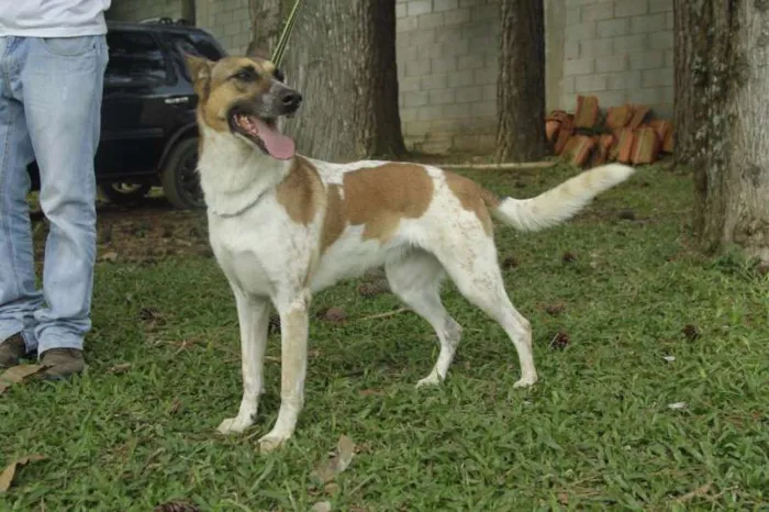 Cachorro ra a SRD idade 5 anos nome VIDINHA - Muito linda!