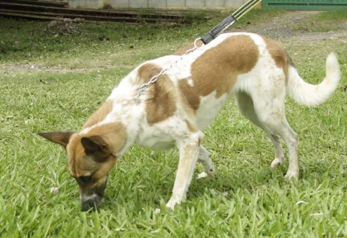 Cachorro ra a SRD idade 5 anos nome VIDINHA - Muito linda!