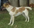 VIDINHA - Muito linda!