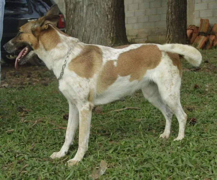 Cachorro ra a SRD idade 5 anos nome VIDINHA - Muito linda!