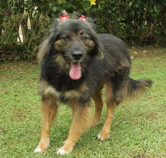 Cachorro ra a SRD idade 3 anos nome PEPITA - uma raposi