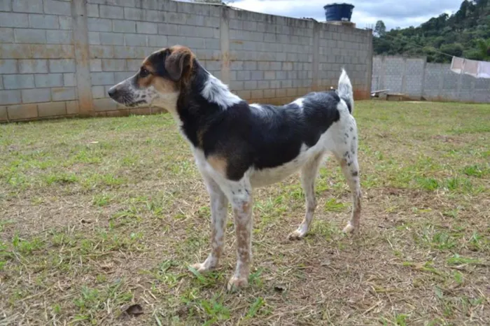Cachorro raça SRD idade 6 ou mais anos nome ALEX - um fofo!