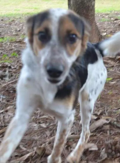 Cachorro raça SRD idade 6 ou mais anos nome ALEX - um fofo!