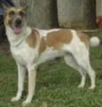 VIDINHA - Muito linda!