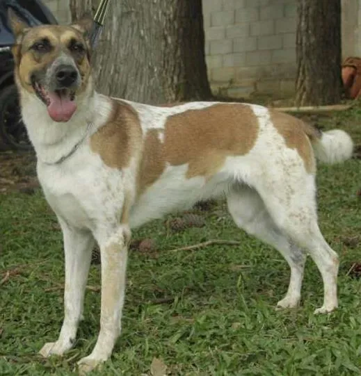 Cachorro ra a SRD idade 5 anos nome VIDINHA - Muito linda!