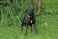 BISTECA - Pretinha