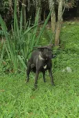 BISTECA - Pretinha