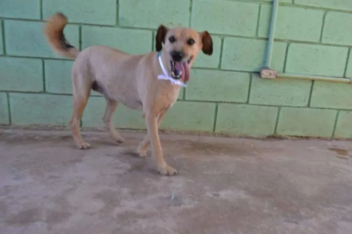 Cachorro ra a SRD idade 2 anos nome FLORA - Uma graça d