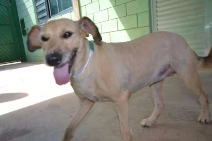 Cachorro ra a SRD idade 2 anos nome FLORA - Uma graça d